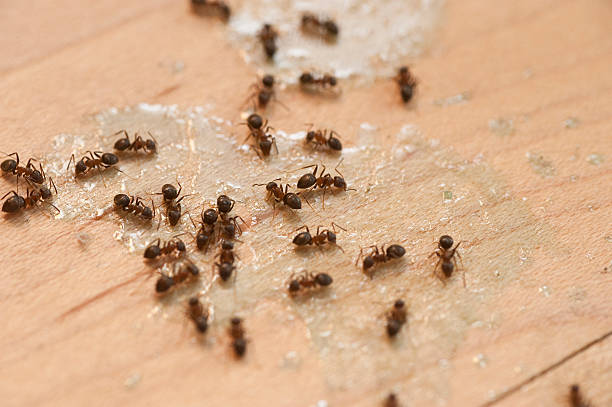 Best Pest Inspection Near Me  in Clksville, AR