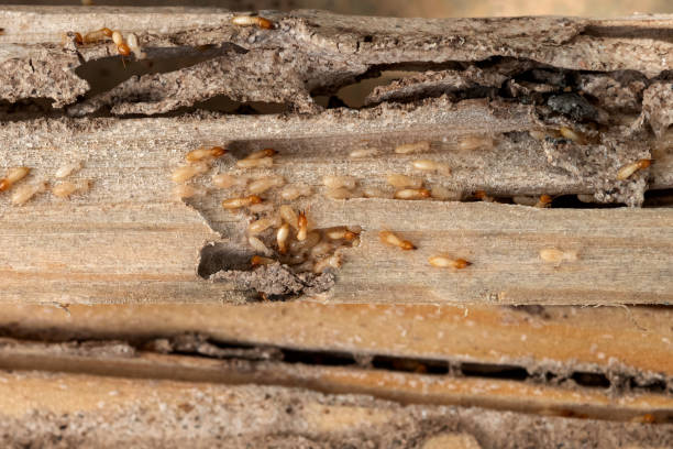 Best Pest Prevention Services  in Clksville, AR